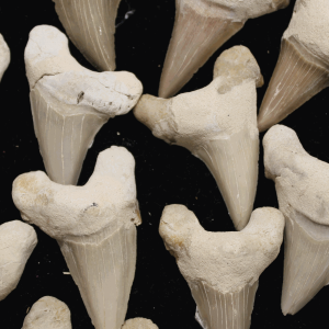 Shark Teeth Medium