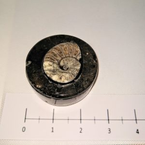 ammonite fossil jar