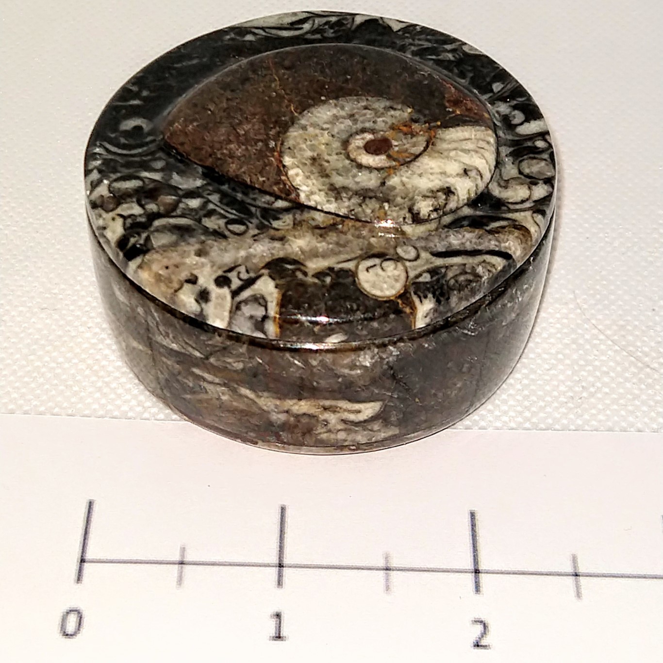 ammonite fossil jar
