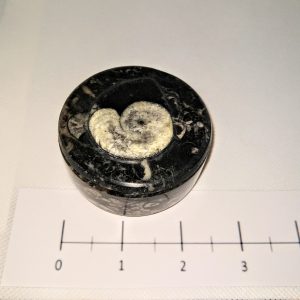 Ammonite Fossil Jar