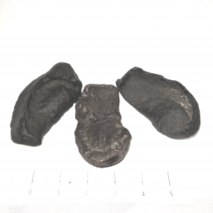 Fossil Whale Ear Bone