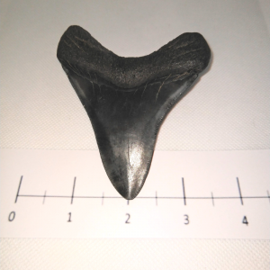 Megladon Tooth