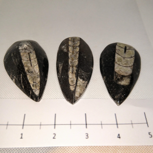 orthoceras shield